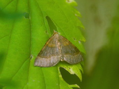 Scotopteryx chenopodiata