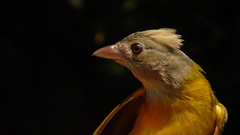 Eucometis penicillata