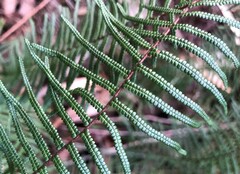 Gleichenia microphylla
