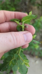 Zygogramma heterothecae