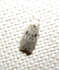 Scythropiodes issikii