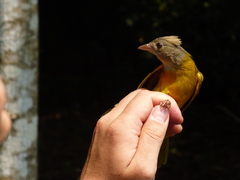 Eucometis penicillata