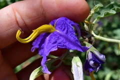 Solanum houstonii