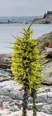 Puya chilensis