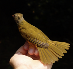 Eucometis penicillata