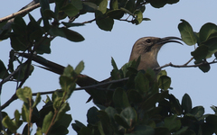 Toxostoma redivivum