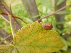 Peribalus strictus vernalis