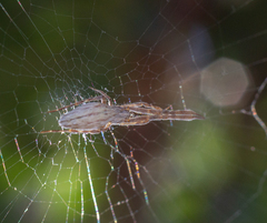 Uloborus walckenaerius