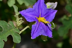 Solanum houstonii