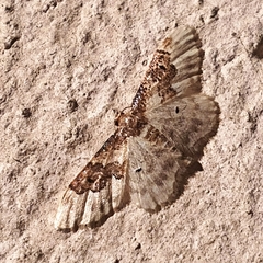 Idaea rusticata