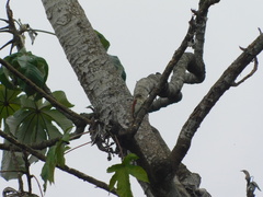 Dryobates callonotus