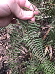 Gleichenia microphylla