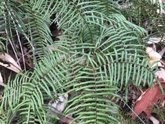 Gleichenia microphylla