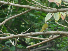 Saltator maximus