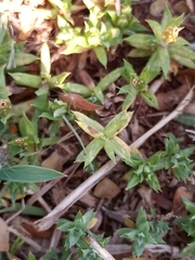 Chevreulia acuminata