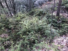 Gleichenia microphylla