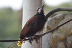 Psarocolius montezuma