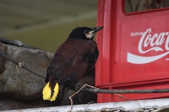 Psarocolius montezuma