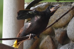 Psarocolius montezuma