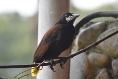 Psarocolius montezuma