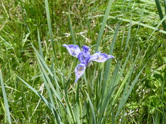 Iris missouriensis