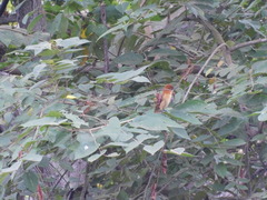 Pachyramphus
