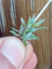 Chevreulia acuminata