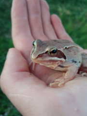 Rana arvalis