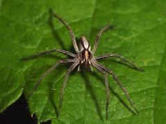 Pisaura
