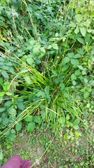 Carex
