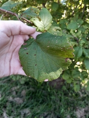 Alnus incana