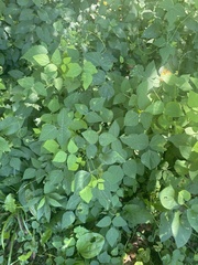 Amphicarpaea bracteata