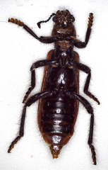Cleridae