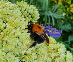 Bombus hypnorum