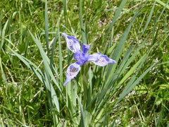 Iris missouriensis