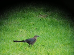 Quiscalus mexicanus