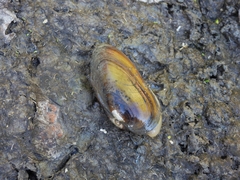 Unio elongatulus