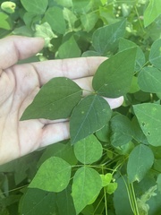 Amphicarpaea bracteata