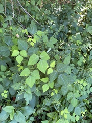 Amphicarpaea bracteata