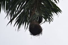 Psarocolius montezuma