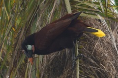 Psarocolius montezuma