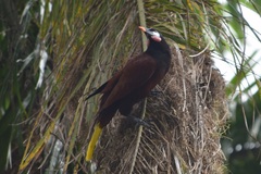 Psarocolius montezuma