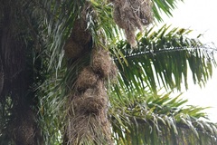 Psarocolius montezuma