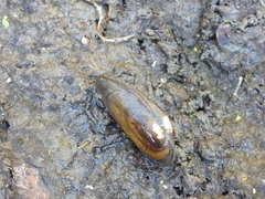 Unio elongatulus