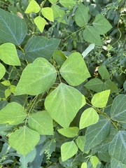 Amphicarpaea bracteata