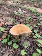 Lactifluus hygrophoroides