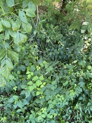 Amphicarpaea bracteata