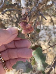 Andricus crystallinus