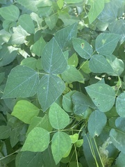 Amphicarpaea bracteata