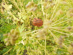 Graphosoma italicum